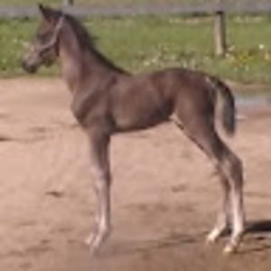 Meet your Posher, Liz